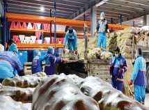 350 TON PATATES 15000 İHTİYAÇ SAHİBİ AİLEYE DAĞITILDI 350 TON PATATES 15000 İHTİYAÇ SAHİBİ AİLEYE DAĞITILDI