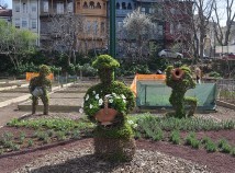 KUZGUNCUK BOSTANINDA KURA ÇEKİLİŞİ YAPILDI KUZGUNCUK BOSTANINDA KURA ÇEKİLİŞİ YAPILDI