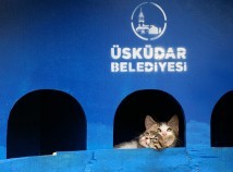 ÜSKÜDAR BELEDİYESİ MİNİK DOSTLARIN EN SICAK YUVASI ÜSKÜDAR BELEDİYESİ MİNİK DOSTLARIN EN SICAK YUVASI