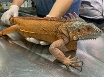 ÜSKÜDAR'DA 125 CM'LİK İGUANA BULUNDU ÜSKÜDAR'DA 125 CM'LİK İGUANA BULUNDU