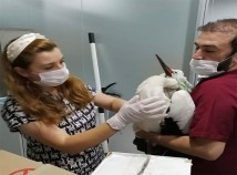 ÜSKÜDAR'DA TEDAVİSİ YAPILAN MİNİK LEYLEK GÖÇ YOLCULUĞUNA BAŞLADI ÜSKÜDAR'DA TEDAVİSİ YAPILAN MİNİK LEYLEK GÖÇ YOLCULUĞUNA BAŞLADI