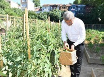 ÜSKÜDAR BOSTANLARINDA HASAT ZAMANI BAŞLADI